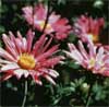 wf_aster_prairie.jpg